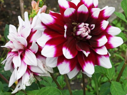 Georgína 'Mystery Day'