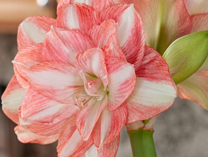 Amarylis 'Beautiful Emotion'