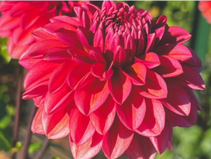 Georgína 'Salmon Runner'