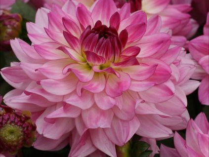 Georgína 'Sincerity'