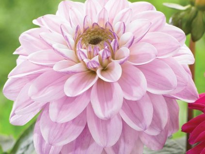 Georgína 'Sweet Surprise'