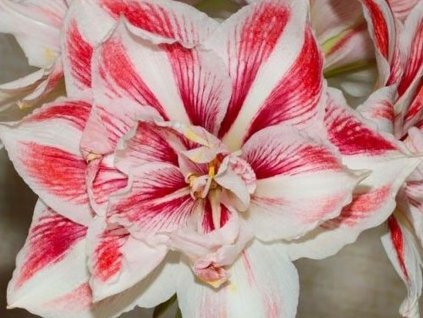 Amarylis 'Bright Nymph'