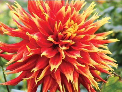 Georgína 'Show & Tell'