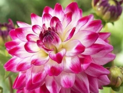 Georgína 'Uncle Hankey'