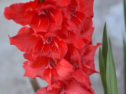 Gladiola 'Amiga'