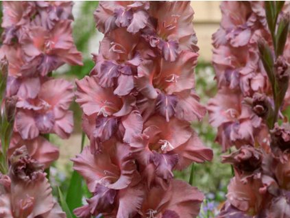 Gladiola 'Tiramisu'