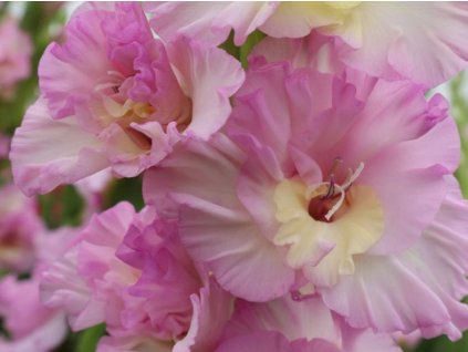 Gladiola 'Cera Corfinio'