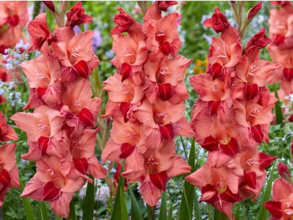 Gladiola 'Soul'