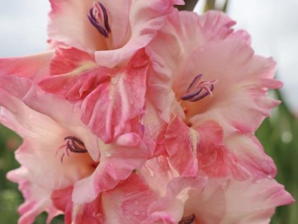 Gladiola 'Cherry Candy'