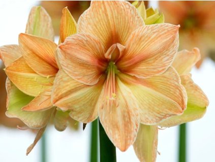 Amarylis 'Exotic Nymph'