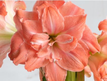 Amarylis 'Flamingo Amadeus'