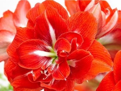 Amarylis 'Happy Nymph'