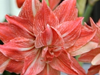 Amarylis 'Lady Jane'