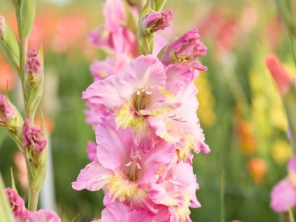 Gladiola 'Happy Disco'