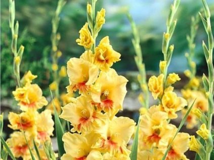 Gladiola 'Jester'
