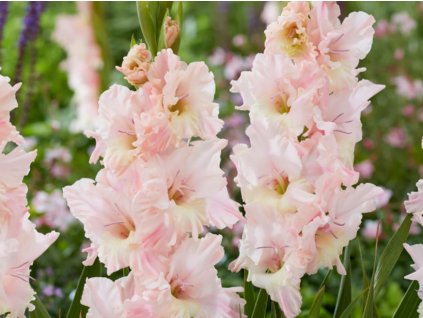 Gladiola 'Pink Lightning'