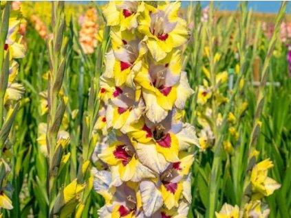 Gladiola 'Oracle'