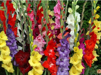 Gladiola 'Mixed'