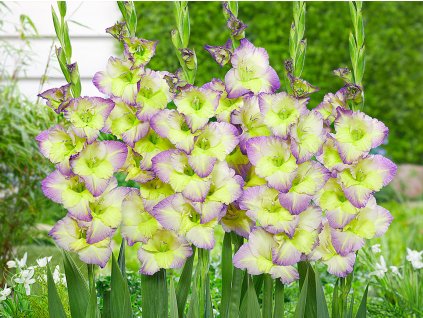 Gladiola 'Moonlight Shadow'