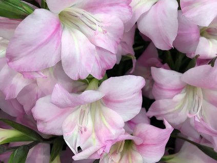 Gladiola 'Charming Lady'