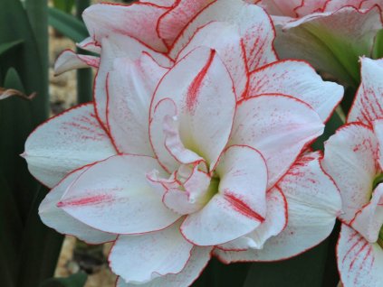 Amarylis 'Striped Amadeus'