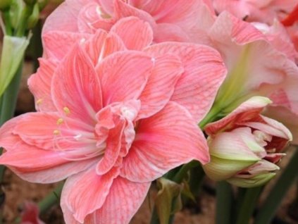 Amarylis 'Sweet Nymph'