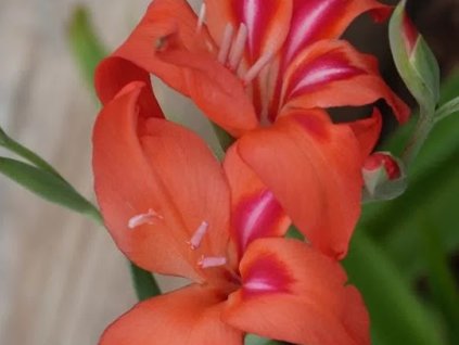 Gladiola drobnokvetá 'Amanda Mahy'