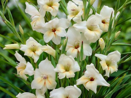 Gladiola drobnokvetá 'Halley'