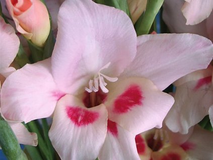 Gladiola drobnokvetá 'Elvira'