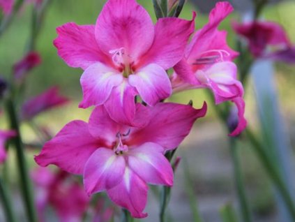 Gladiola drobnokvetá 'Charm'
