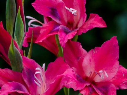 Gladiola 'Vulcano'