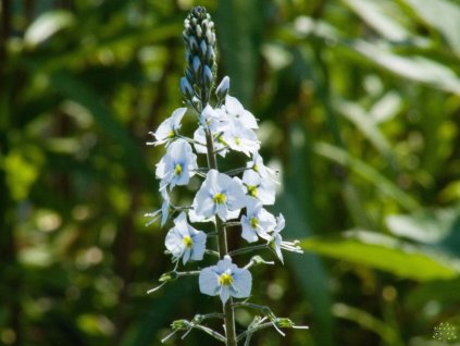 Veronika horcovitá - Veronica gentianoides