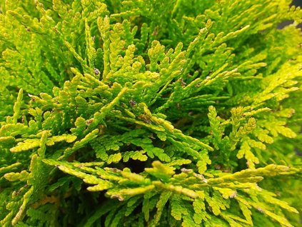 Tuja západná 'Marcepan'  Thuja occidentalis 'Marcepan'