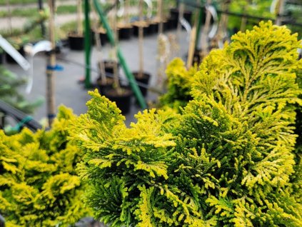 Cypruštek tupolistý 'Jan Dekker'