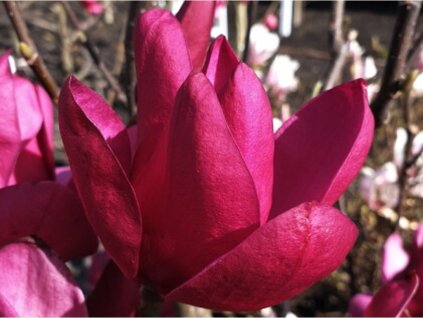 Magnólia 'Pink Pyramid'