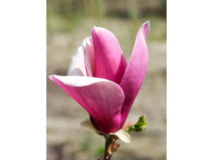 Magnólia 'Nakamura 6W'