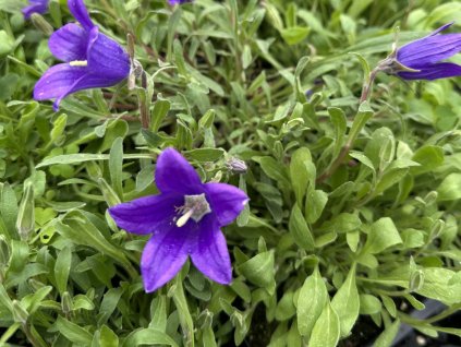 Zvonček aucheri - Campanula  aucheri