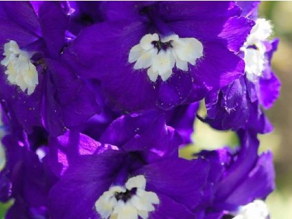 Stračonôžka 'Pacific-Serie Giant King Arthur' - Delphinium 'Pacific-Serie Giant King Arthur'