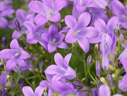 Zvonček skalničkový 'Catharina Impr' - Campanula portenschlagiana 'Catharina Impr'