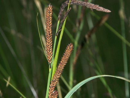 Ostrica ostrá - Carex acutiformis