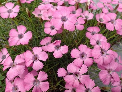 Klinček pávie - Dianthus pavonius