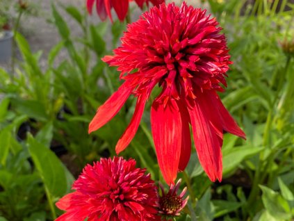 Echinacea purpurová 'Eccentric' - Echinacea 'Eccentric'