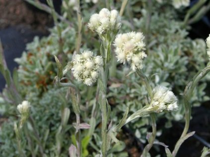 Plešivec tomentosa - Antennaria tomentosa