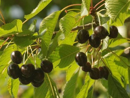 Čerešňa 'Mšenská Jánovka'