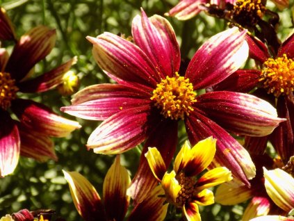 Kráska praslenová 'Sunstar Rose' - Coreopsis verticillata 'Sunstar Rose'