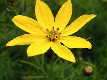 Kráska praslenová 'Zagreb' - Coreopsis verticillata 'Zagreb'