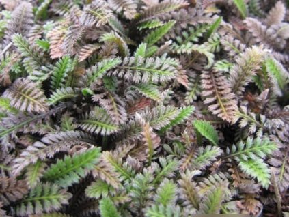 Machovec kostrbatý 'Platt's Black' - Cotula squalida 'Platt's Black'