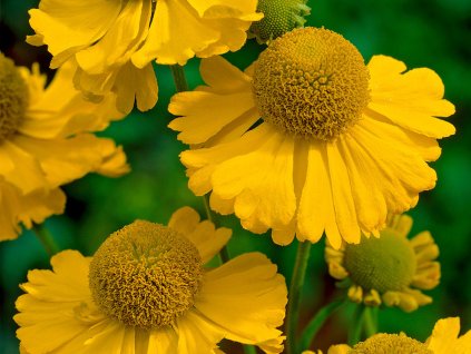 Helénium x hybr. 'Kanaria'- Helenium x hybr. 'Kanaria'
