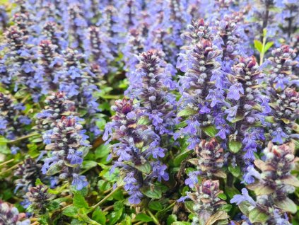 Zbehovec plazivý - Ajuga reptans