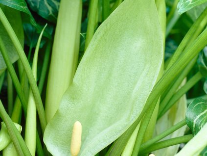 Árón talianský 'Immaculatum' - Arum italicum 'Immaculatum'